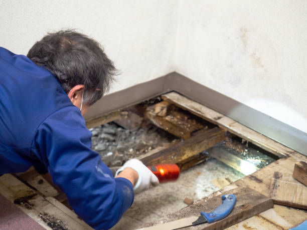 Yuma, CO Mold Removal Pros