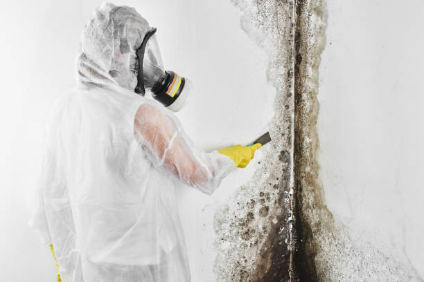 Best Black Mold Removal  in Yuma, CO