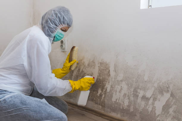 Best Certified Mold Removal  in Yuma, CO