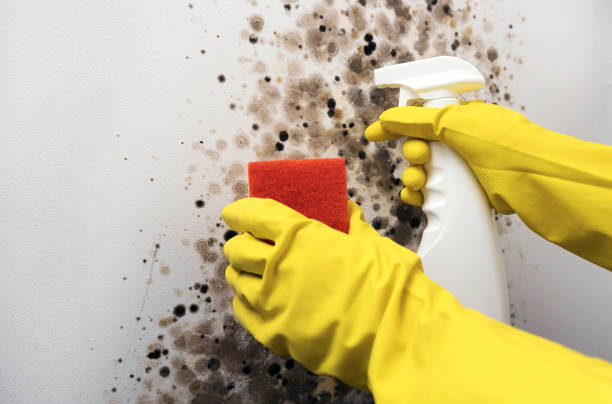 Best Office Mold Removal Services  in Yuma, CO