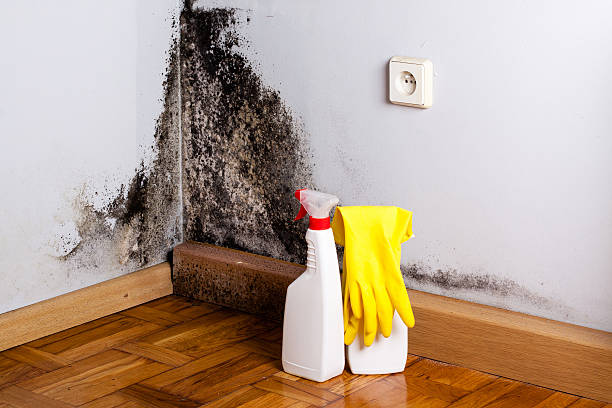 Best Fast Mold Removal  in Yuma, CO